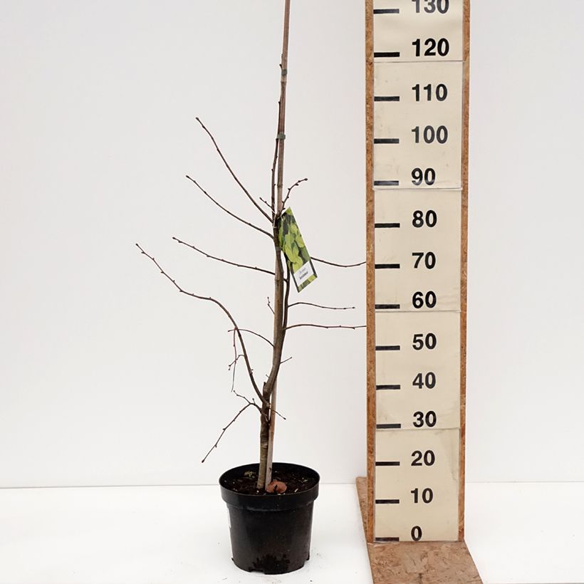 Amostra de Tilia europaea Wratislaviensis Vaso de 7,5 L/10 L tal como entregue no inverno