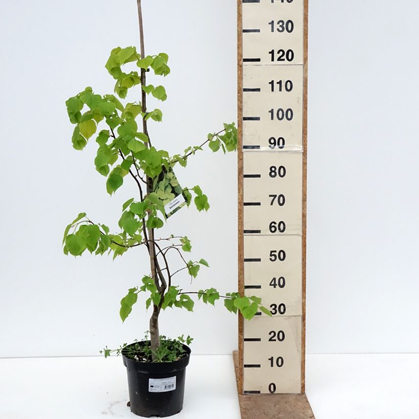Amostra de Tilia europaea Wratislaviensis Vaso de 7,5 L/10 L tal como entregue na primavera