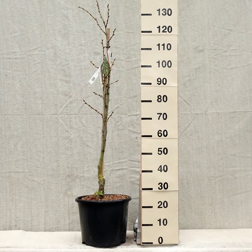 Amostra de Tilleul de Henry - Tilia henryana Vaso de 7,5 L/10 L tal como entregue na primavera