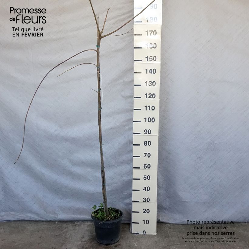 Amostra de Tipuana tipu - Palo rosa, tipa Vaso de 7,5 L/10 L tal como entregue no inverno