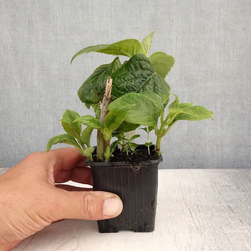Amostra de Titanotrichum oldhamii Vaso de 8/9 cm tal como entregue no verão