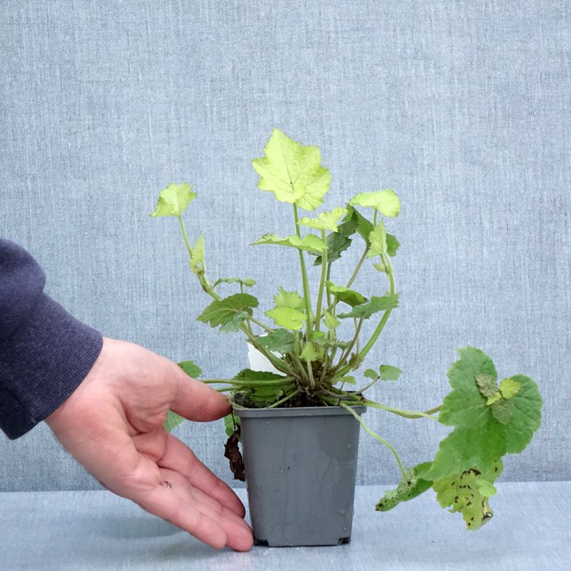 Amostra de Tolmiea menziesii Cool Gold Vaso de 8/9 cm tal como entregue na primavera