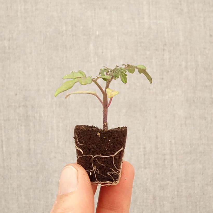 Amostra de Tomate-cereja Balconi Yellow F1 plantas jovens Mini-torrão Ø 3/4 cm tal como entregue na primavera