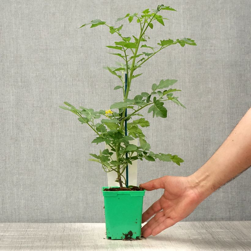 Amostra de Tomate cerise Harmony F1 en plants GREFFES Pot de 10 cm/11cm tal como entregue na primavera