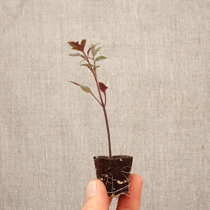 Amostra de Tomate cocktail Black Moon F1 em planta Mini-torrão Ø 3/4 cm tal como entregue na primavera