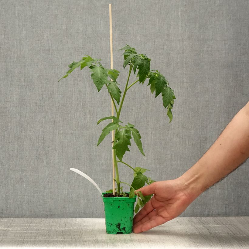 Amostra de Tomate Crimson Crush en plants GREFFES Pot de 10 cm/11cm tal como entregue na primavera