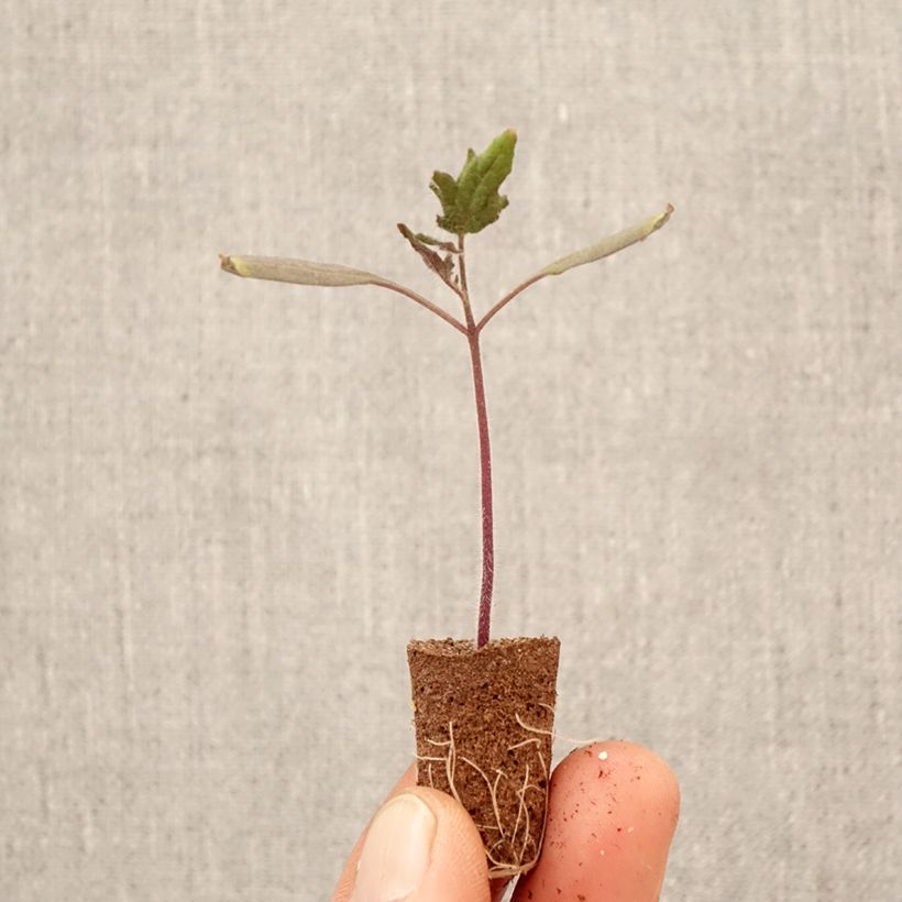 Amostra de Tomate Licorna F1 plantas jovens Mini-torrão Ø 3/4 cm tal como entregue na primavera