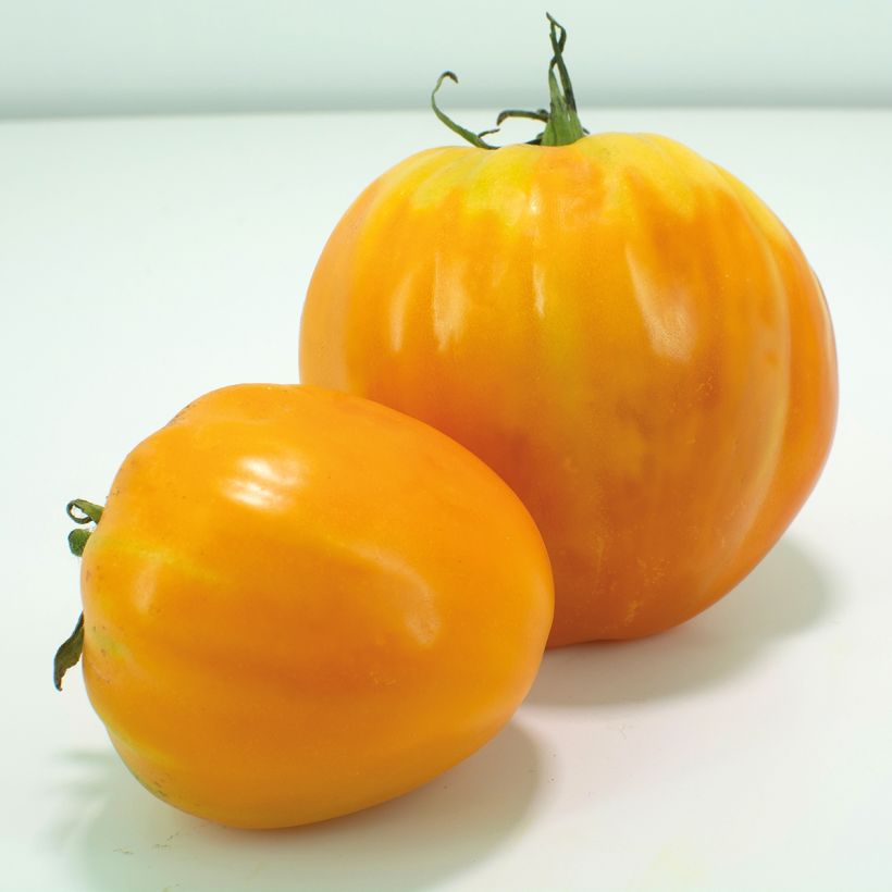 Tomate Coração de Boi Laranja plantas jovens ENXERTADAS (Colheita)
