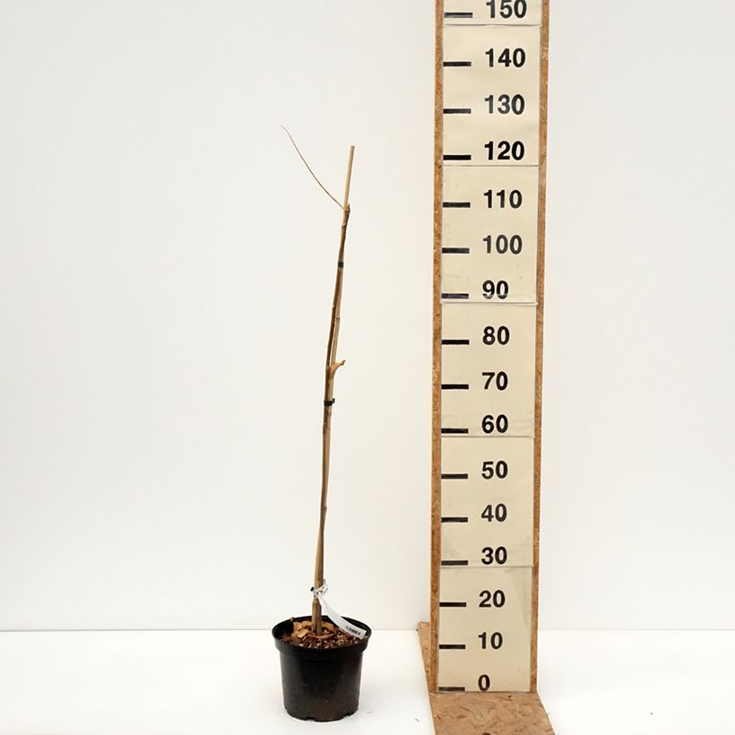 Amostra de Toona sinensis - Cedro-da-china Vaso de 3 L/4 L tal como entregue no outono