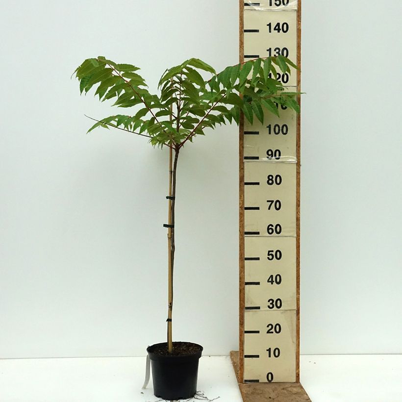 Amostra de Toona sinensis - Cedro-da-china Vaso de 3 L/4 L tal como entregue na primavera