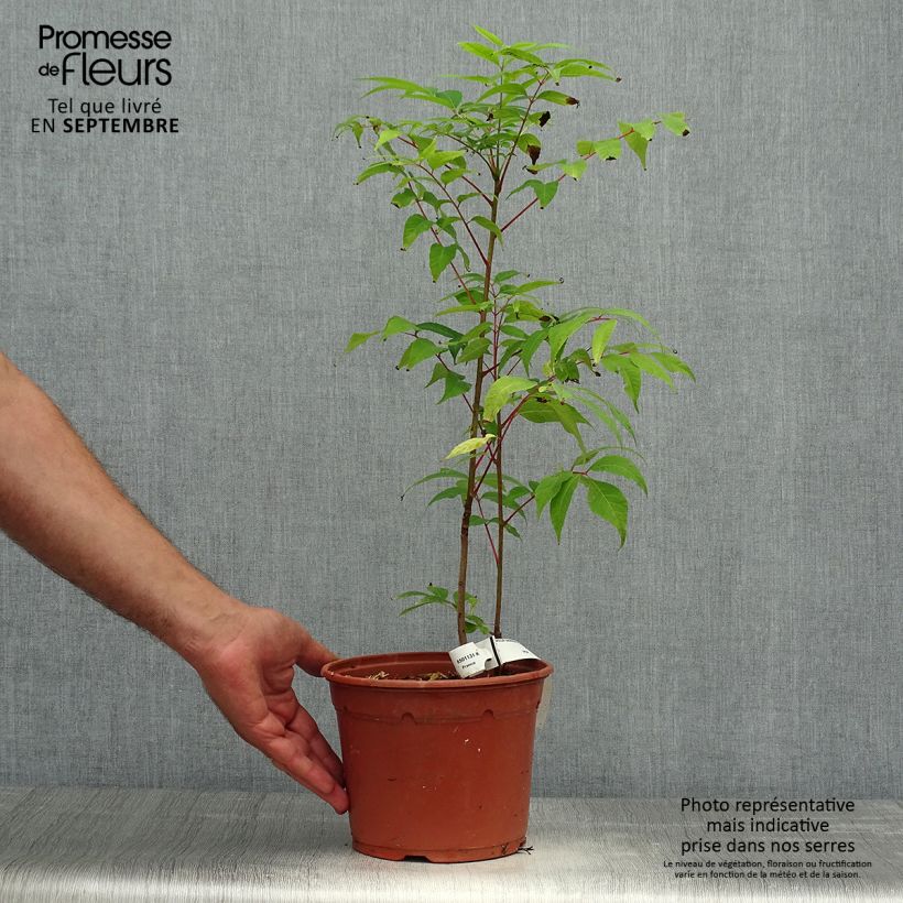Amostra de Toona sinensis Flamingo - Acajou de Chine Pot de 2L/3L tal como entregue no outono