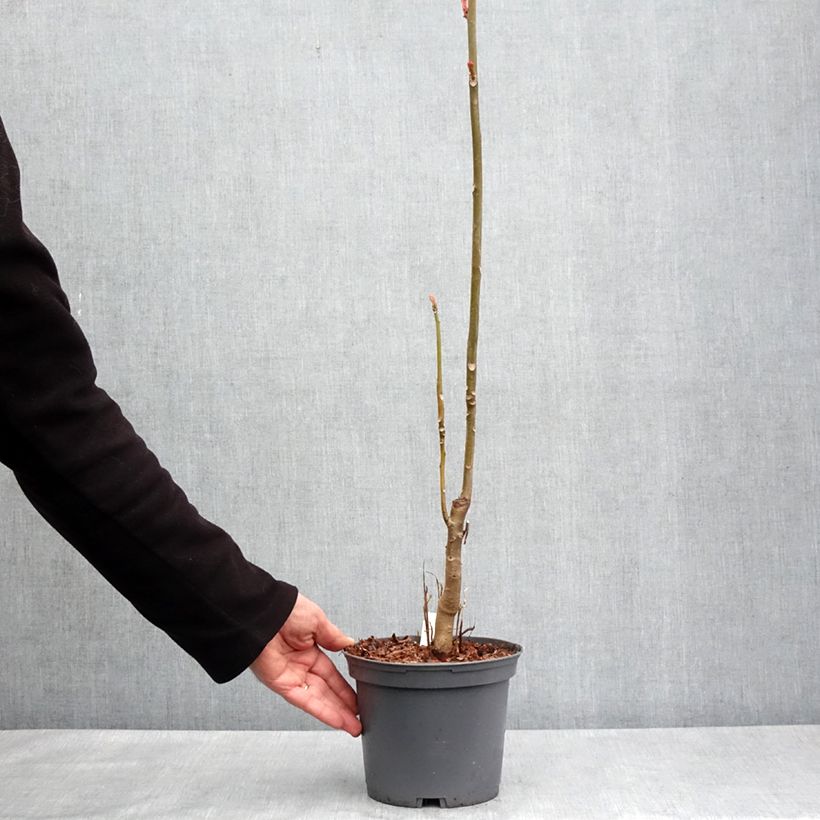 Amostra de Toona sinensis Flamingo Vaso de 2 L/3 L tal como entregue na primavera