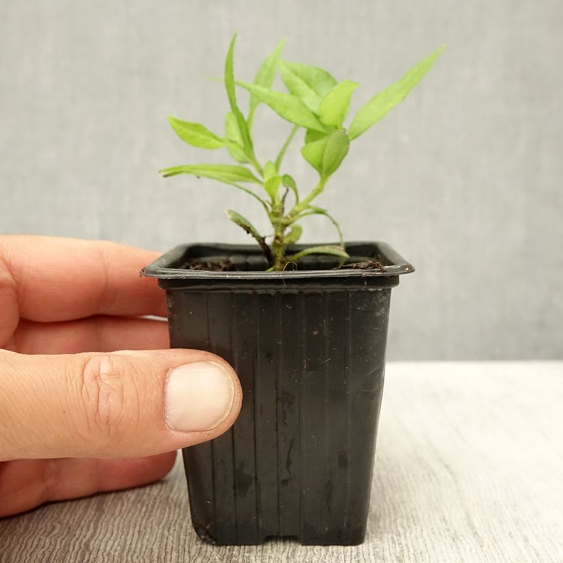 Amostra de Alcachofra-de-Jerusalém Anã Bio - Helianthus Vaso de 7/8 cm tal como entregue no verão