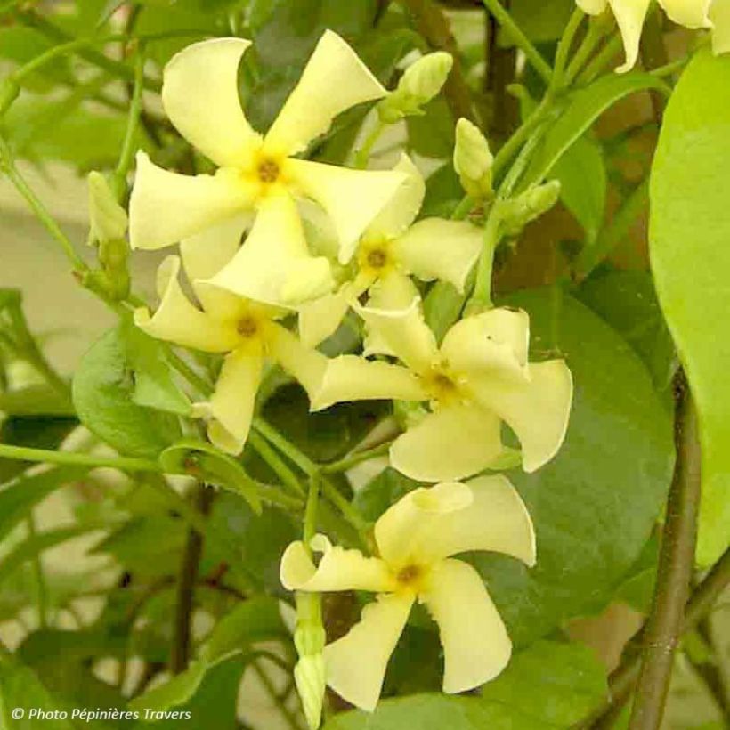 Trachelospermum asiaticum - Jasmim falso amarelo (Floração)