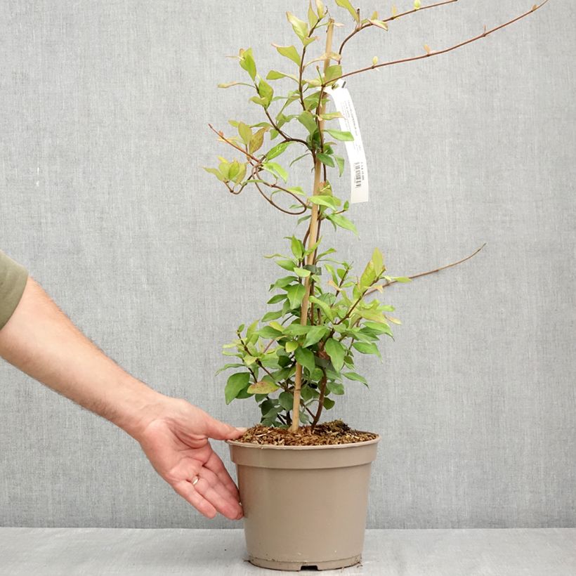 Amostra de Trachelospermum asiaticum Chili & Vanilla - Jasmim falso amarelo Vaso de 3 L/4 L tal como entregue no verão