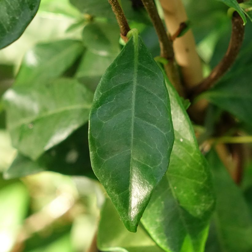 Trachelospermum asiaticum Chili & Vanilla - Jasmim falso amarelo (Folhagem)