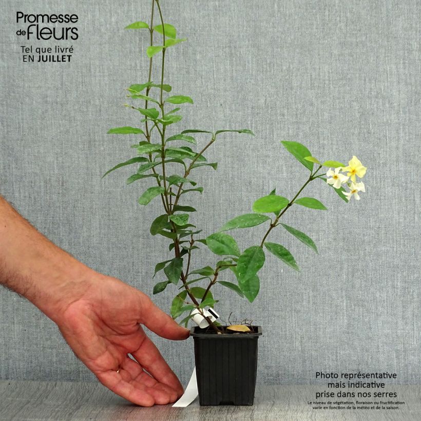 Amostra de Trachelospermum asiaticum - Jasmim falso amarelo Vaso de 8/9 cm tal como entregue no verão