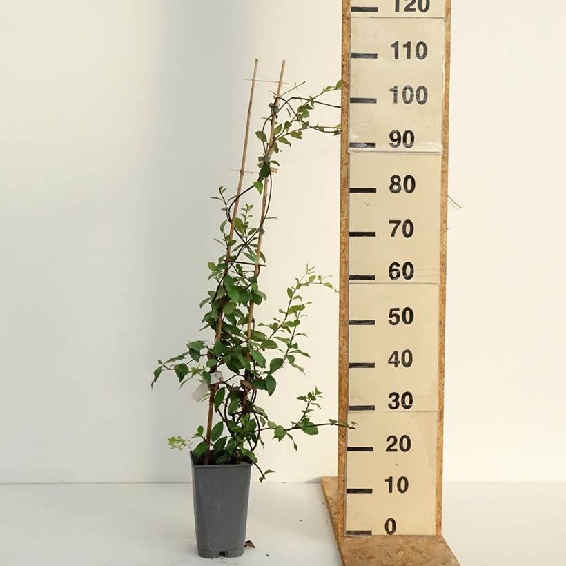 Amostra de Trachelospermum asiaticum - Jasmim falso amarelo Vaso de 2 L/3 L tal como entregue no verão