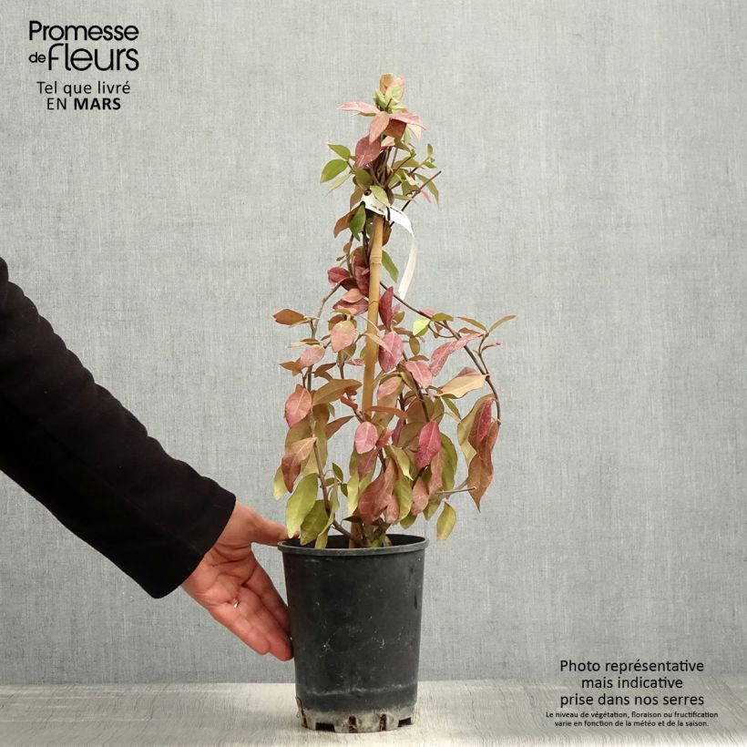 Amostra de Trachelospermum asiaticum - Jasmim falso amarelo Vaso de 2 L/3 L tal como entregue na primavera