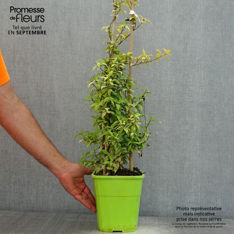 Amostra de Trachelospermum asiaticum Golden Memories - Jasmim-falso amarelo  (Jasmim  estrelado) Vaso de 3 L/4 L tal como entregue no verão