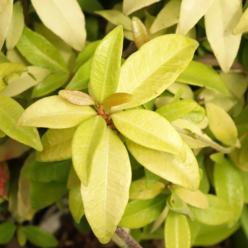 Trachelospermum asiaticum Golden Memories - Jasmim-falso amarelo  (Jasmim  estrelado) (Folhagem)