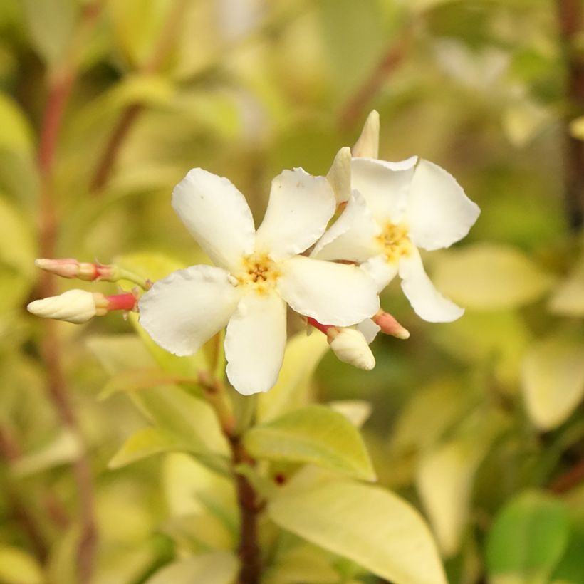 Trachelospermum asiaticum Golden Memories - Jasmim-falso amarelo  (Jasmim  estrelado) (Floração)