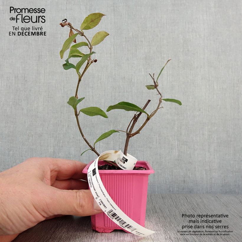 Amostra de Trachelospermum asiaticum Pink Showers - Jasmim falso amarelo Vaso de 8/9 cm tal como entregue no outono