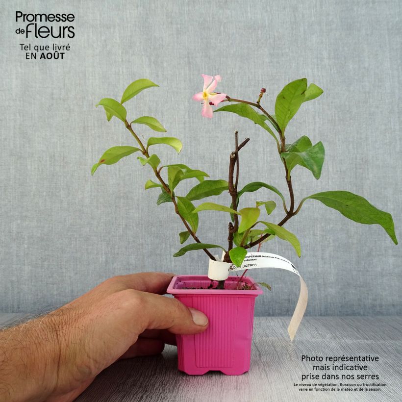 Amostra de Trachelospermum asiaticum Pink Showers - Jasmim falso amarelo Vaso de 8/9 cm tal como entregue no verão