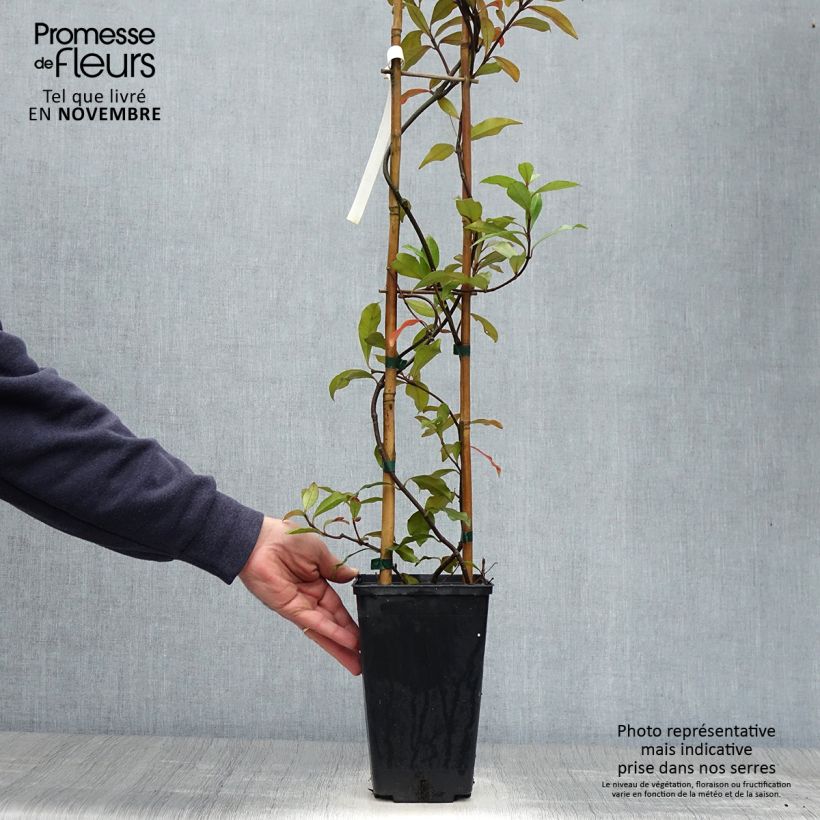 Amostra de Trachelospermum asiaticum Pink Showers - Jasmim falso amarelo Vaso de 2 L/3 L tal como entregue no outono