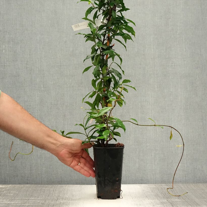 Amostra de Trachelospermum asiaticum Pink Showers - Jasmim falso amarelo Vaso de 2 L/3 L tal como entregue no verão