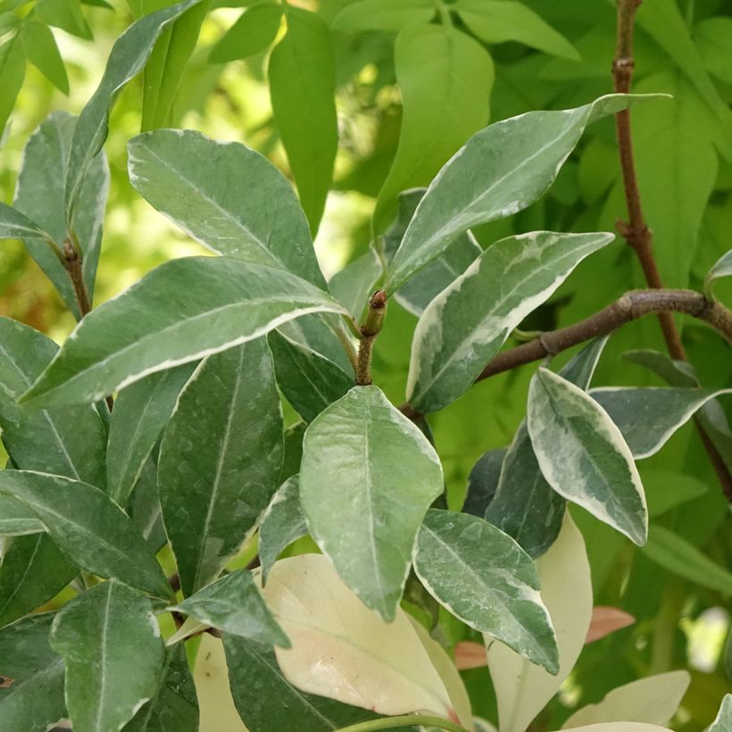 Trachelospermum asiaticum Star of Milano - Jasmim-falso amarelo  (Jasmim  estrelado) (Folhagem)