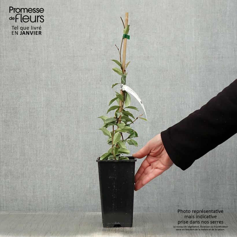 Amostra de Trachelospermum asiaticum Star of Milano - Jasmin étoilé Vaso de 1,5 L/2 L tal como entregue no inverno