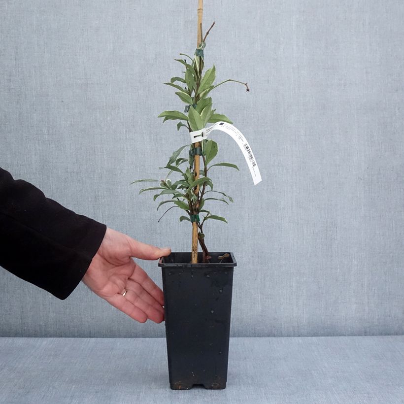 Amostra de Trachelospermum asiaticum Star of Milano - Jasmim-falso amarelo  (Jasmim  estrelado) Vaso de 1,5 L/2 L tal como entregue na primavera