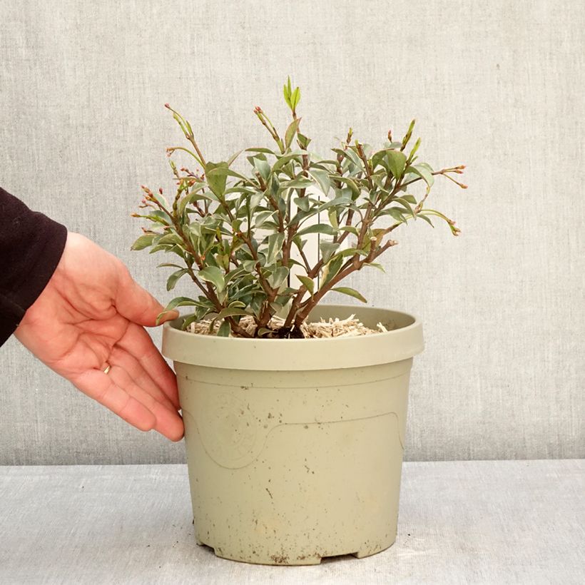 Amostra de Trachelospermum asiaticum Star of Milano - Jasmim-falso amarelo  (Jasmim  estrelado) Vaso de 3 L/4 L tal como entregue na primavera