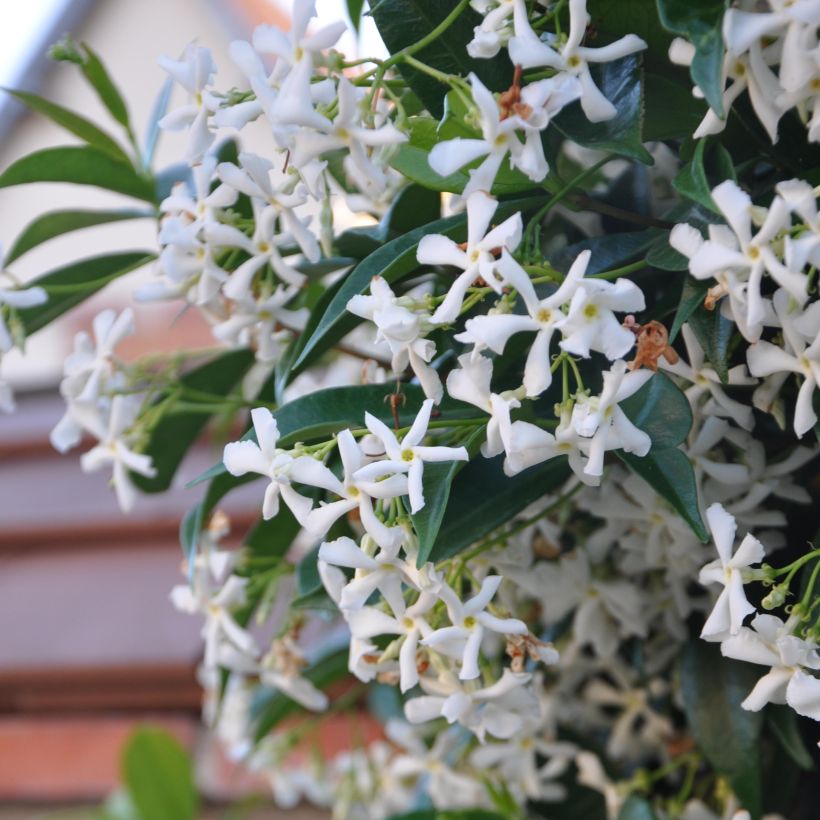 Trachelospermum jasminoides - Jasmim de leite (Floração)