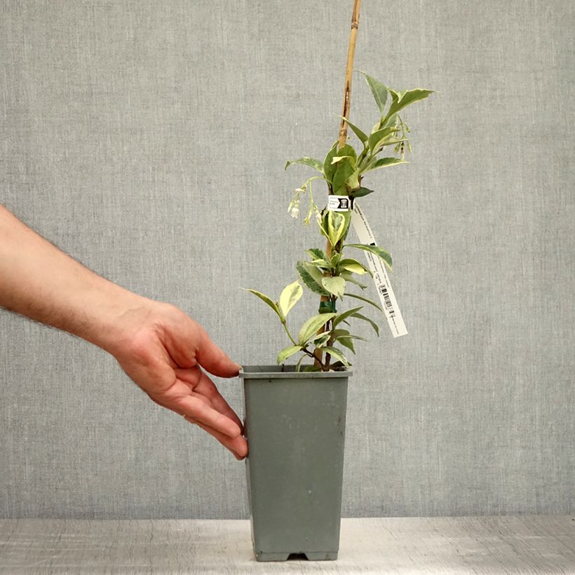 Amostra de Trachelospermum jasminoides Sun Lover -  Jasmim de leite Vaso de 1,5 L/2 L tal como entregue no verão