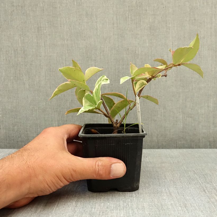 Amostra de Trachelospermum jasminoides Variegatum - Jasmim de leite Vaso de 8/9 cm tal como entregue no verão