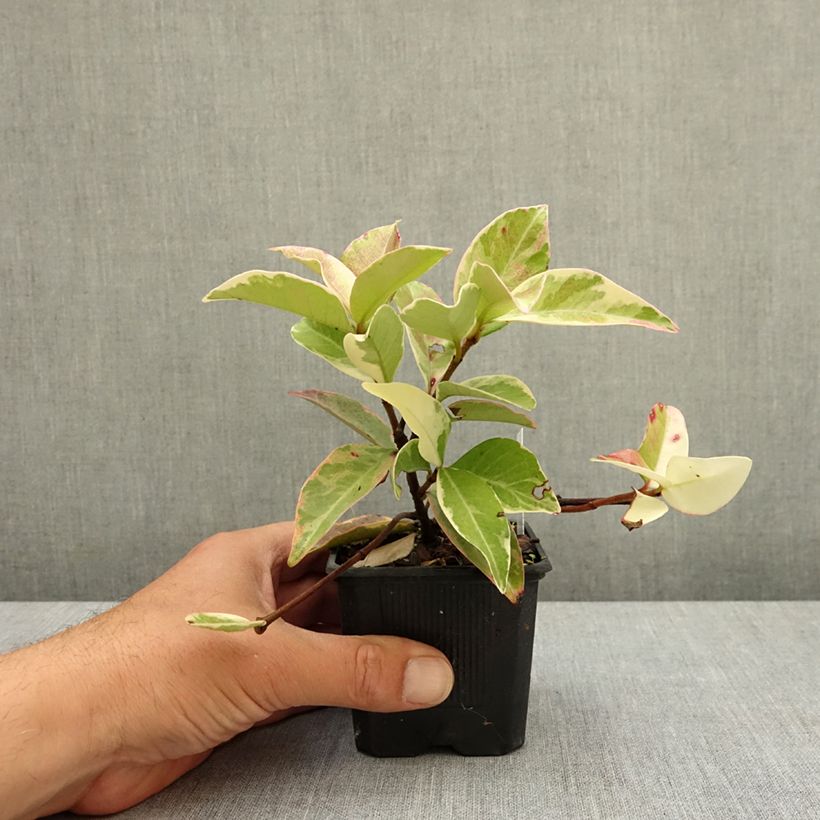 Amostra de Trachelospermum jasminoides Variegatum - Jasmim de leite Vaso de 8/9 cm tal como entregue na primavera