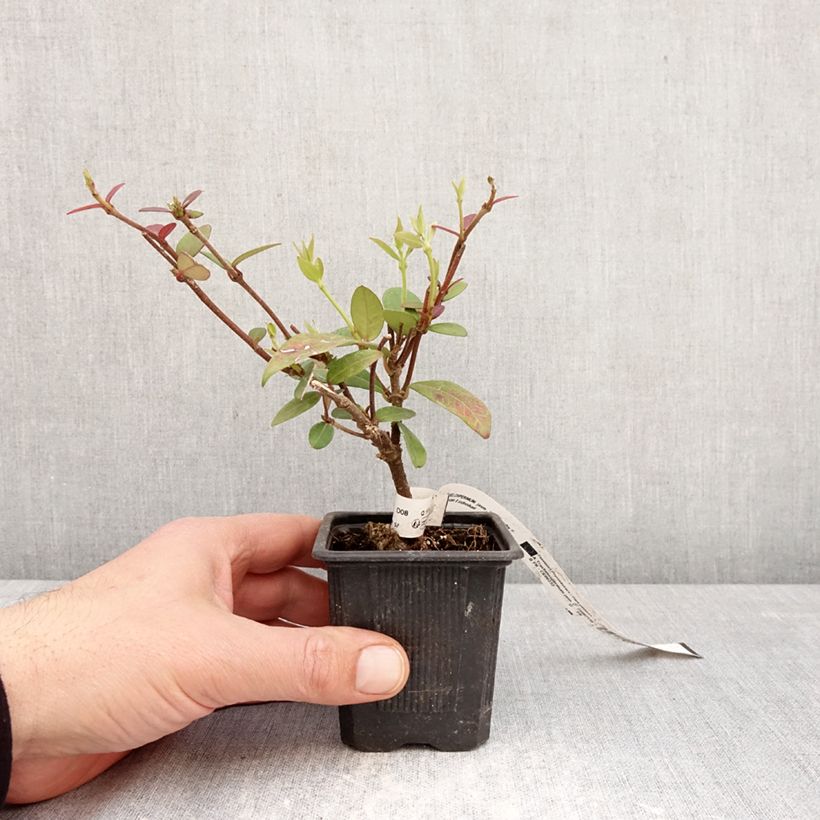 Amostra de Trachelospermum jasminoides Winter Ruby - Jasmim de leite Vaso de 8/9 cm tal como entregue na primavera