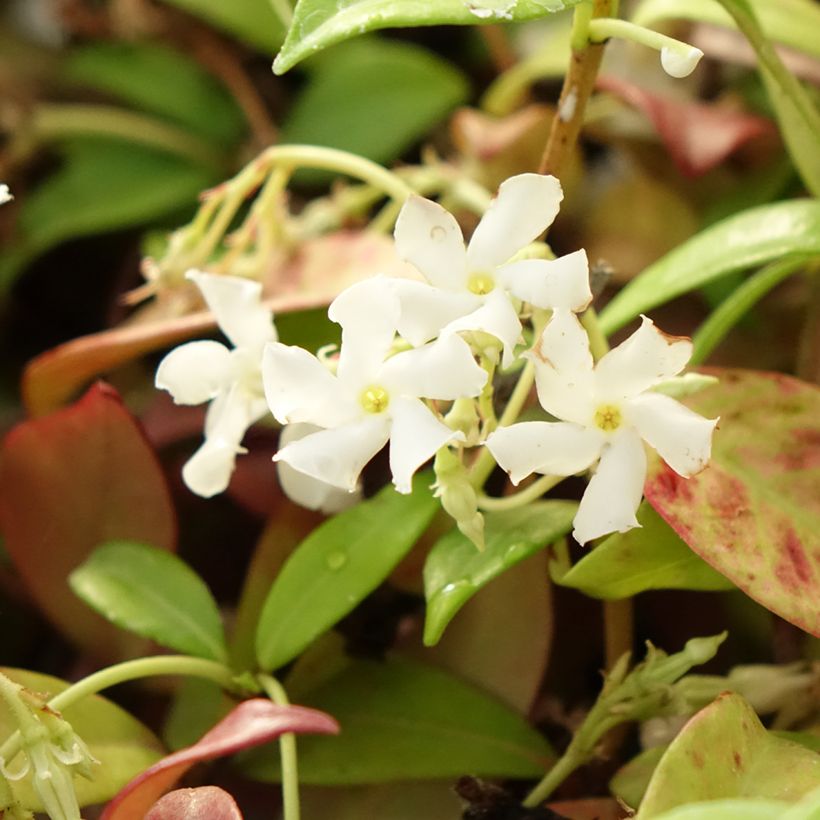 Trachelospermum jasminoides Winter Ruby - Jasmim de leite (Floração)