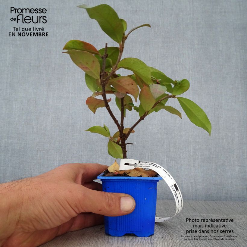 Amostra de Trachelospermum jasminoides Winter Ruby - Jasmin étoilé Godet de 8/9 cm tal como entregue no outono