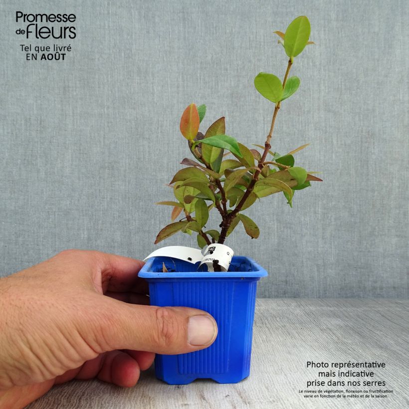 Amostra de Trachelospermum jasminoides Winter Ruby - Jasmim de leite Vaso de 8/9 cm tal como entregue no verão