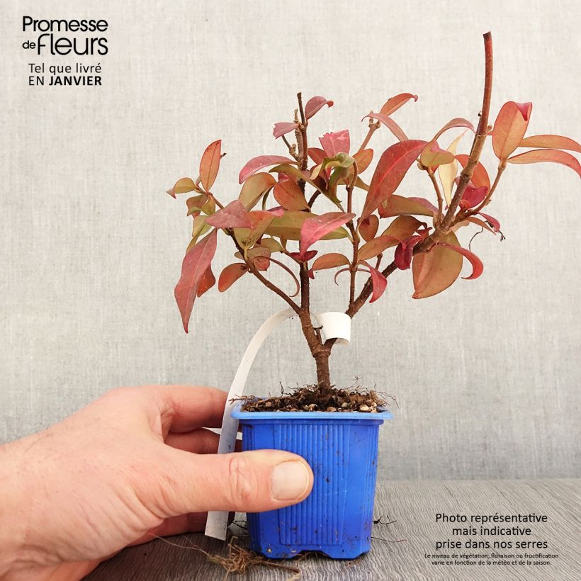 Amostra de Trachelospermum jasminoides Winter Ruby - Jasmin étoilé Vaso de 8/9 cm tal como entregue no inverno