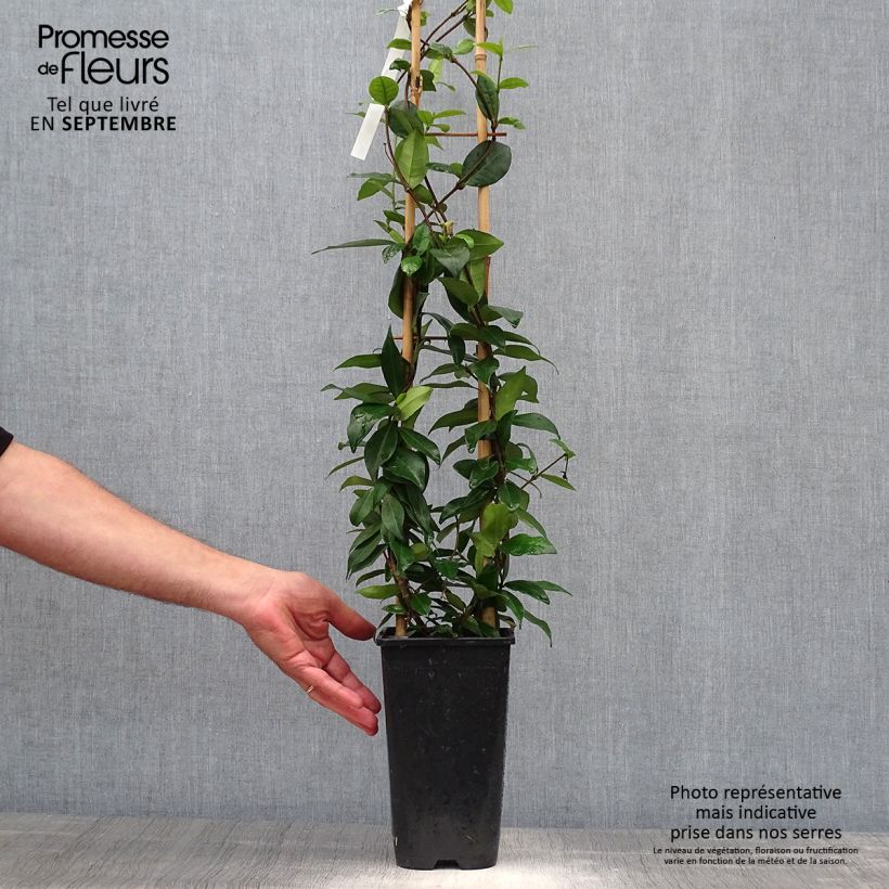 Amostra de Trachelospermum jasminoides Winter Ruby - Jasmim de leite Vaso de 2 L/3 L tal como entregue no outono