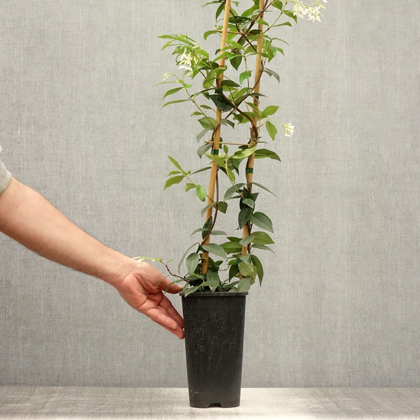 Amostra de Trachelospermum jasminoides Winter Ruby - Jasmim de leite Vaso de 2 L/3 L tal como entregue no verão