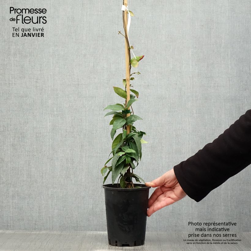 Amostra de Trachelospermum jasminoides Winter Ruby - Jasmin étoilé Vaso de 2 L/3 L tal como entregue no inverno
