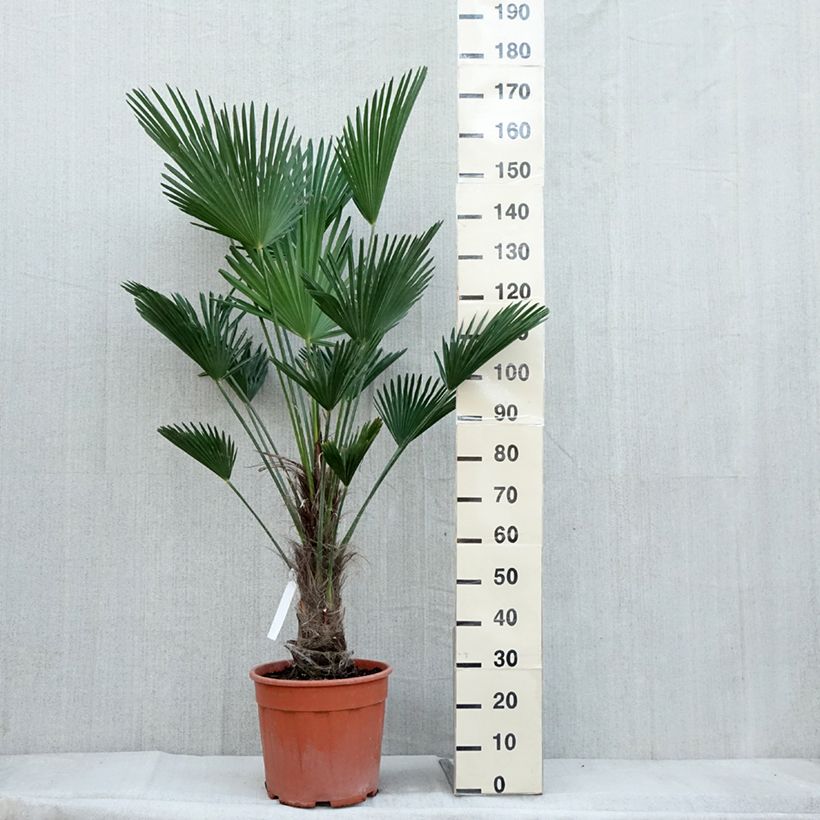 Amostra de Trachycarpus wagnerianus Vaso de 12 L/15 L, Haste alta tal como entregue no outono