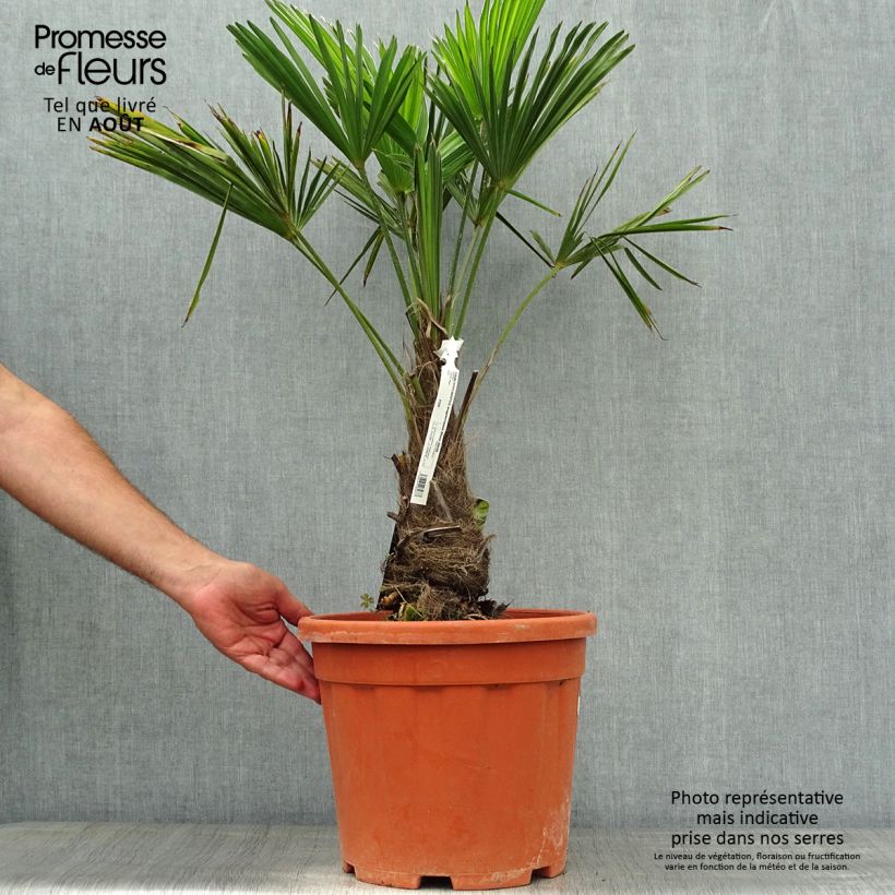 Amostra de Trachycarpus wagnerianus Vaso de 12 L/15 L, Haste alta tal como entregue no verão