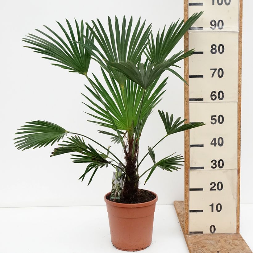 Amostra de Trachycarpus wagnerianus Vaso de 6 L/7 L tal como entregue no outono