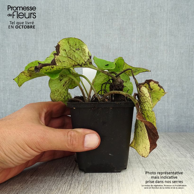 Amostra de Trachystemon orientalis Vaso de 8/9 cm tal como entregue no outono